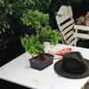 Flores decorativas arbustos artificiais ao ar livre em vasos plantas verdes falsas escritório de árvores frutíferas falsas