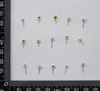 زهور زخرفية 120 ٪ مضغوطة Mini Mini Lobularia Maritima Flower Plant Herbarium for Jewelry Postcard Card Card