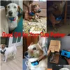 Cão treinamento obediência cão treinamento obediência pet anti latido dispositivo usb elétrico trasonic s colar parar vibração casca w dhgarden dhku4