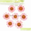 Faux Floral & Greenery Faux Floral Greenery 120Pcs Pressed Press Dried Daisy Dry Flower Plants For Epoxy Resin Pendant Neckl Dhgarden Dhdyj