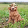 Colliers de chien collier de fleur de mariage couronne florale pour animal de compagnie chat Po Prop
