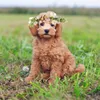 犬の首輪ウェディングフラワーカラーペットの猫のための花の冠