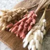 Kwiaty dekoracyjne 50pcs naturalne boho ogony pampas trawa suszona do aranżacji kwiatowej rustykalna dekoracja przyjęcia weselnego DIY