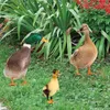 Garden Decorations Duck Stake 2D Acrylic Yard Art Lawn Sign Decor Stakes Outdoor Animal Statue Double-Sided All-Season Suitable For