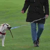 Colliers pour chiens, ceintures, laisse de course, élastique, taille pour animaux de compagnie, pour la marche, petites mains libres, corde