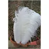 Party Decoration 200st/Pack 10-12 tum Ostrich Feather Party Decoration Plume Craft Supplies Wedding Table Centerpieces/Web Celebrity DHRQ1