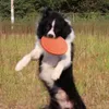 犬飛行ディスクペット猫おもちゃゲーム軽量フライングソーサー抵抗性噛む子犬トレーニングインタラクティブペット用品hw0109
