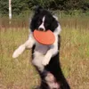 犬飛ぶディスクペット猫おもちゃゲーム軽量フライングソーサー抵抗チューパピートレーニングインタラクティブペット用品W0109