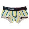 Underpants homens puro algodão colorido listrado boxer shorts canto plano underwea perna u saco convexo quatro cornerboxer e