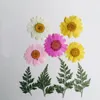 Decorative Flowers 100pcs Dried Pressed Daisy Flower Stenoloma Chusanum Leaf Plant Herbarium For Jewelry Po Frame Phone Case Craft Making