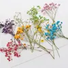 装飾的な花5-8cm/24pcs本物の自然な小さなジプソフィラプレスベビーブレスフラワーブランチdiy樹脂ジュエリー電話ケース