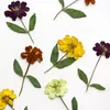 Decorative Flowers 60pcs Pressed Dried Zinnia Elegans Jacq Flower Stem Herbarium For Resin Epoxy Jewelry Card Bookmark Frame Phone Case