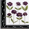 Decorative Flowers 60pcs Pressed Dried Zinnia Elegans Jacq Flower Stem Herbarium For Resin Epoxy Jewelry Card Bookmark Frame Phone Case