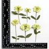 Decorative Flowers 60pcs Pressed Dried Zinnia Elegans Jacq Flower Stem Herbarium For Resin Epoxy Jewelry Card Bookmark Frame Phone Case