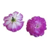 5cm 12Colors Artificial Silk Carnation Flower Heads för DIY DECORATIVE Garland Tillbehör Hat Hairpin Headware Accessories GC2412