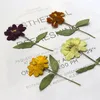 Decorative Flowers 60pcs Pressed Dried Zinnia Elegans Jacq Flower Stem Herbarium For Resin Epoxy Jewelry Card Bookmark Frame Phone Case