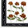 Decorative Flowers 60pcs Pressed Dried Zinnia Elegans Jacq Flower Stem Herbarium For Resin Epoxy Jewelry Card Bookmark Frame Phone Case