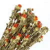 Vasos Ins Contratados Natural Laranja Abacaxi Flores Secas Buquê de Flores Secas Decoração de Sala de Estar Vermelho