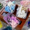 Dekorative Blumen 1Box Bunte getrocknete gepresste Blätter Gänseblümchen für Epoxidharzform Kerze DIY Schmuckherstellung Handwerk Hochzeitsdekoration