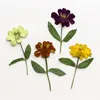 Decorative Flowers 60pcs Pressed Dried Zinnia Elegans Jacq Flower Stem Herbarium For Resin Epoxy Jewelry Card Bookmark Frame Phone Case
