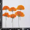 Decorative Flowers 60pcs Side Pressed Dried Cosmos Sulphureus Cav. Flower Stalk Plant Herbarium For Jewelry Postcard Phone Case Bookmark