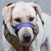 Dog Collars Nylon Muzzle Unwanted Chewing Prevent Dogs Mouth Muzzles Night Reflective Small Medium Wears For Traveling Pography
