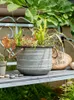 Vasi vintage in ferro invecchiato, secchiello per fiori, vaso per piante, balcone, giardino, negozio, disposizione, ornamenti