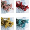 Dekorativa blommor 50g Natural Hirs Fruit Torked Flower Wedding Presents To Gäster Artificial Home DecorationGift Girlvän Pampas