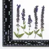 Decorative Flowers 60pcs Pressed Dried Lavender Leaf Flower Herbarium For Resin Epoxy Jewelry Card Bookmark Frame Phone Case Makeup Lamp DIY