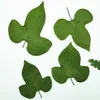 Decorative Flowers 60pcs Pressed Dried Morning Glory Leaves Flower Plants Herbarium For Jewelry Making Postcard Frame Phone Case Craft DIY