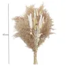 Decoratieve bloemen 30 stuks natuurlijke gedroogde pampa's bloemboeket takken boho po decor huis voor feest bruiloft fleurs sechees exotische accessoires