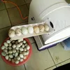 Single Row Automatic Egg Cleaning Machine Commercial Chicken Duck Goose Egg Brushing Machine