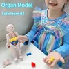 Science Discovery Kid Montessori 3D Puzzle Body Human Anatomy Model Educational Learning Organo Assemblato Toy Teach Strumento per bambini 231027