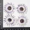 装飾的な花4-5cm/12pcs本物の菊のプレスフラワーペタルdiy絵画絵画芸術的な乾燥素材