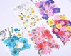 Dekoracyjne kwiaty suszone kwiaty DIY Ręcznie robiony materiał z wytłoczonym obrazem