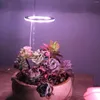 Grow Lights USB Interface Angel Ring Plant Growth Light Justerbar ljusstyrka Tidsfunktion LED för saftig kaktus