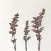 Flores decorativas 120 peças prensadas secas ligustrum lucidum planta herbário para joias cartão postal cartão de convite caixa de telefone marcador diy