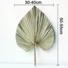 Decorative Flowers 5pcs Fan Leaf Natural Dried Palm Pu Flower Window Party Art Wall Hanging Decoration Home Shop Wedding Decor