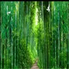 Wallpapers 3d Wallpaper For Walls 3 D Living Room Bamboo Forest Whole House Background Wall