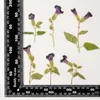 Dekorative Blumen gepresste getrocknete Torenia Fournieri Lindenblüten-Herbarium für Epoxidharz-Schmuckherstellung, Lesezeichen, Gesicht, Make-up, Nagelkunst