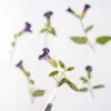 Decorative Flowers Pressed Dried Torenia Fournieri Linden Flower Herbarium For Epoxy Resin Jewelry Making Bookmark Face Makeup Nail Art