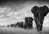 20 stile scegliere Animale in bianco e nero Elefante Tigre Dipinti Art Film Stampa Seta Poster Decorazione della parete di casa 60x90 cm3574916