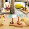 Andere Vogelbedarf Kunststoffring Spielzeug Trainingsset Holzblock Puzzle Papagei Farbe Intelligenz Kauzubehör