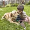 犬のおもちゃのチューズは、子犬や狩猟犬を訓練するために死んだアヒルのバンパーおもちゃを模倣して、マラード水鳥ゲーム回収アヒルダミー231030を教えています