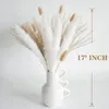 Torkade blommor 100st Natural White Pampas Grass Bunny Tails Reed Bouquet For Rustic Wedding Boho Home Table Decor 231030