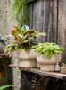 Vases Blanc Gland Ciment Pot De Fleur Plante Succulente Bonsaï Décoration Jardin Balcon