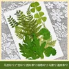 Dekorativa blommor diy natura torkade pressade blad för harts verkliga diverse grönska bladkonst hantverk handgjorda bok