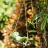 庭の装飾面白い吊り眠っているカエルの彫刻の木の装飾用の図形ミニチュアランドスケープアウトドアスイング彫像