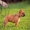 Colarinho de cachorro Pet Lead Premium Leather colar para todas as raças acessórios confortáveis e duradouros, como mostrado