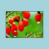 Other Garden Supplies 200Pcs/Set Black And Red Chinese Goji Berry Seeds Herbs Bonsai Potted Plant Home Garden Outdoor Delici Bdesybag Ot8Iv